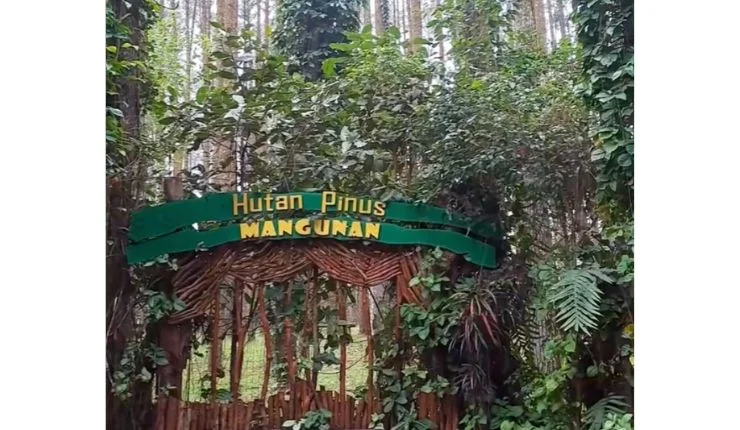 hutan pinus mangunan