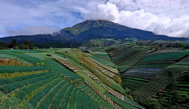 nepal van java
