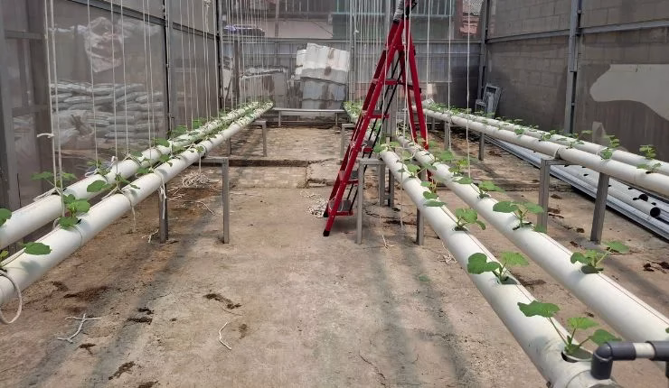 Greenhouse melon